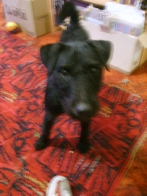 Patterdale terrier