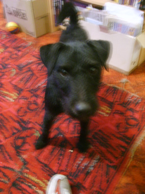 Patterdale terrier