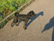 Buster the Patterdale