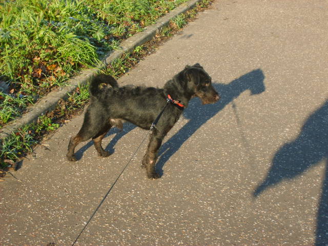 Buster the Patterdale