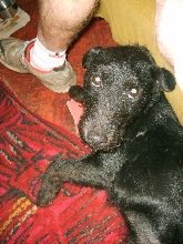 Buster the Patterdale