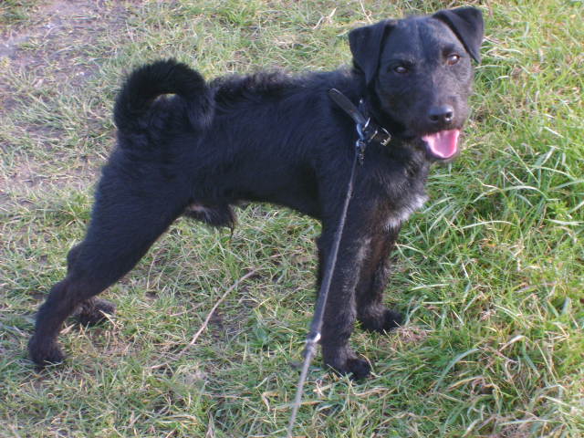 Buster the Patterdale terrier