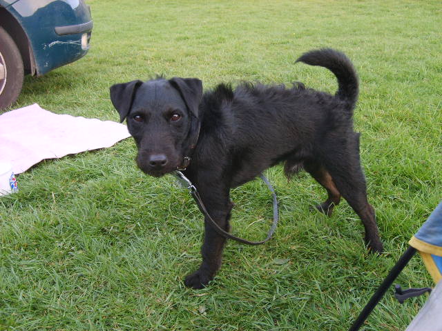 Buster at camp