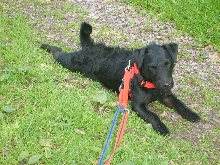 Buster patterdale