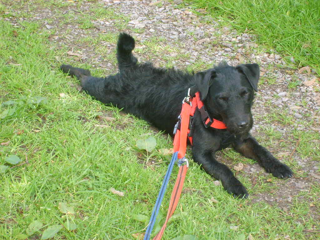 Buster patterdale