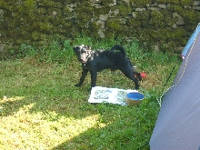 Buster patterdale