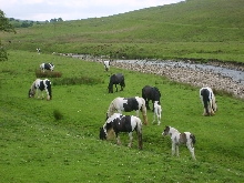 Grazing in Swaledale