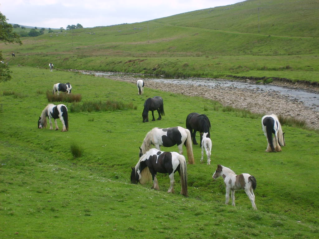 Grazing in Swaledale
