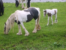 En route for the Appleby Horse Fair