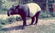 Tapir