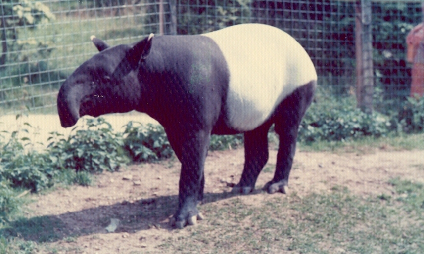 Tapir