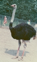 Ostrich