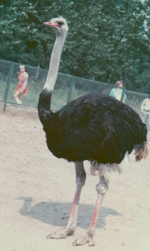 Ostrich