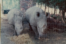 White rhinos