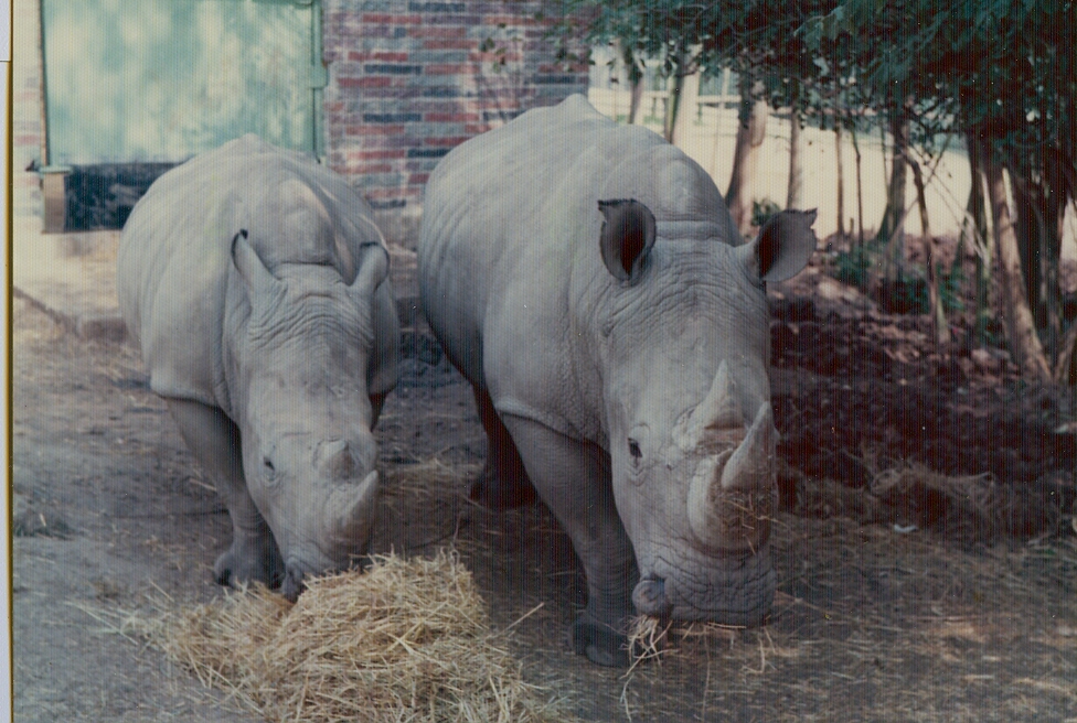 White rhinos