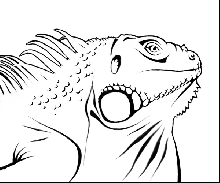 iguana