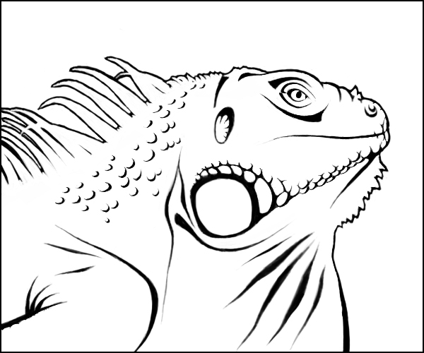 iguana