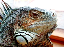 Iguana iguana