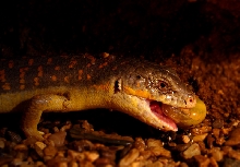 Eumeces shneideri