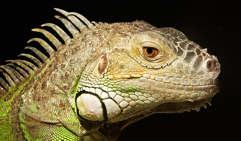 iguana