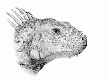 My iguana