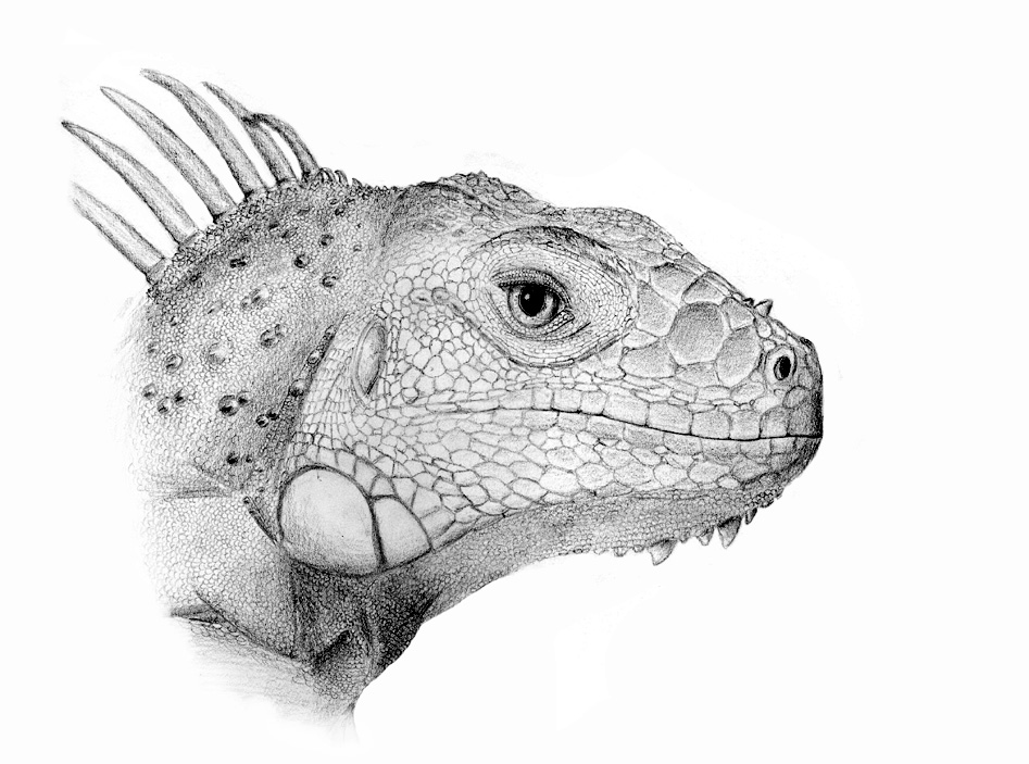 My iguana