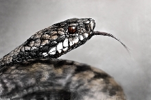 Vipera berus