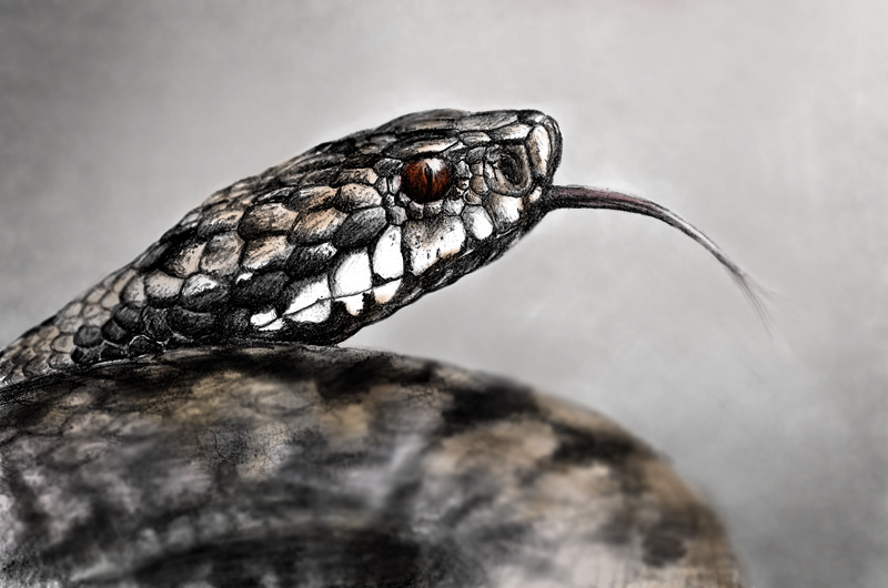 Vipera berus