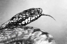 Vipera Berus