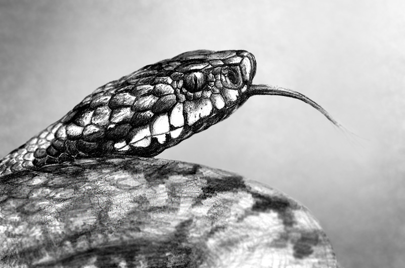 Vipera Berus