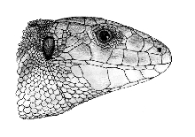 Lacerta agilis