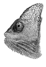 Chamaeleo calyptratus