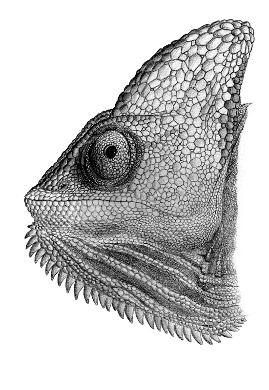 Chamaeleo calyptratus