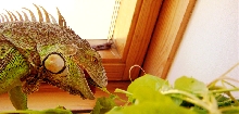 iguana