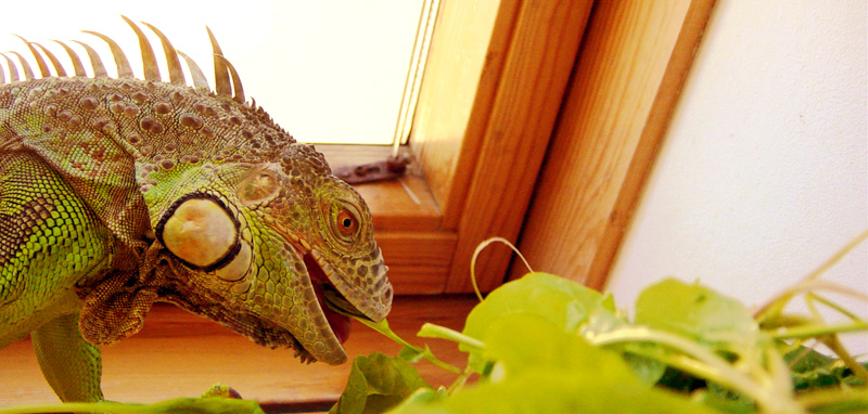 iguana