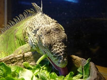 feeding