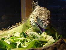 feeding2