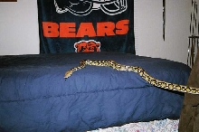taking over the bed