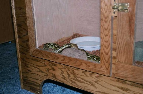 checking out his new enclosure
