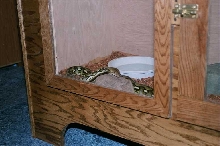 checking out his new enclosure