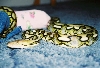 my new tiger
