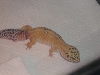 tail that was bullied