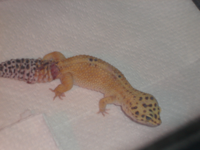 tail that was bullied