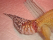 close up of injured tail