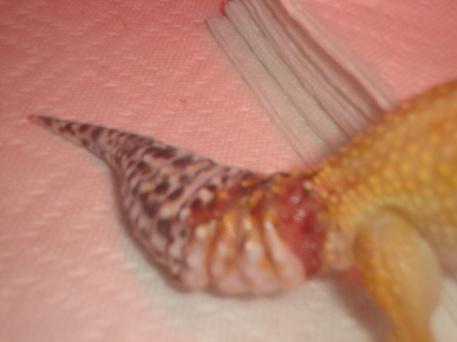 close up of injured tail