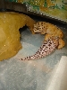 tail rehabilitation