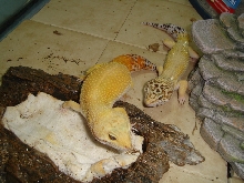 after a shed