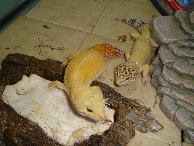 after a shed