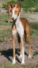 Mimi