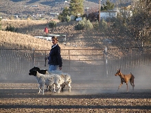 RoryHerding2